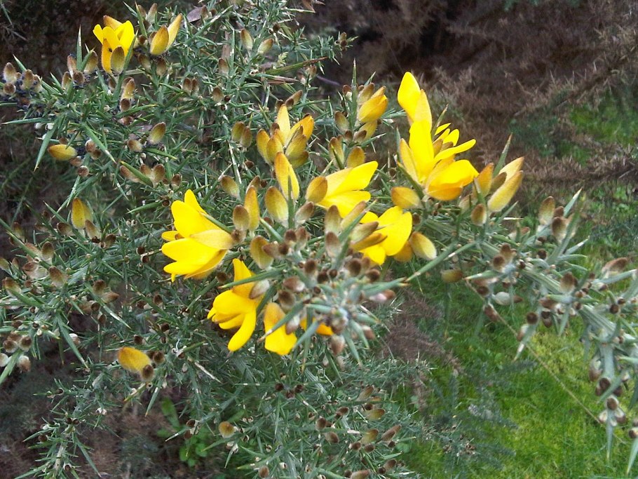 Утесник Европейский (колючий Дрок)