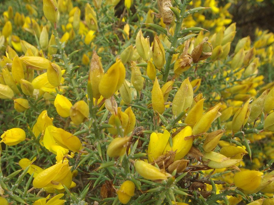 Дрок утесник