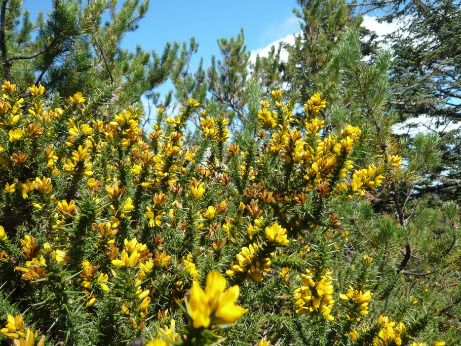 Ulex europaeus купить