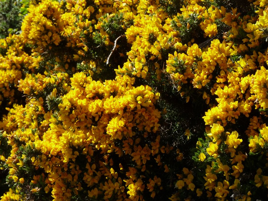 Ulex europaeus