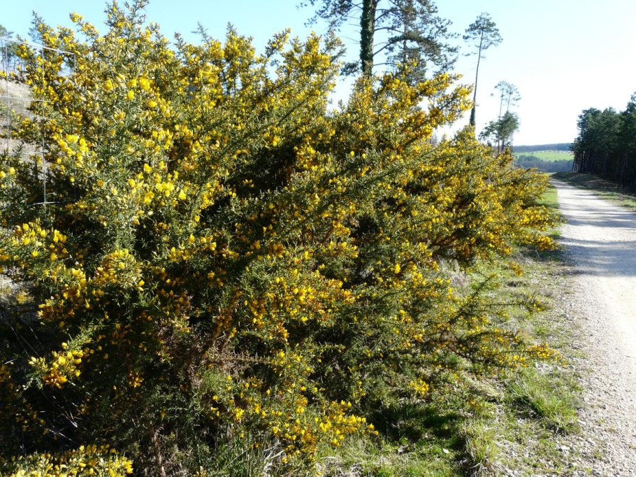 Улекс мелкоцветковый