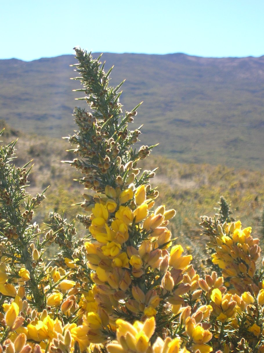 Утесник обыкновенный