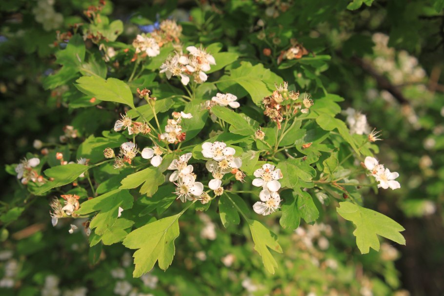 Crataegus monogyna