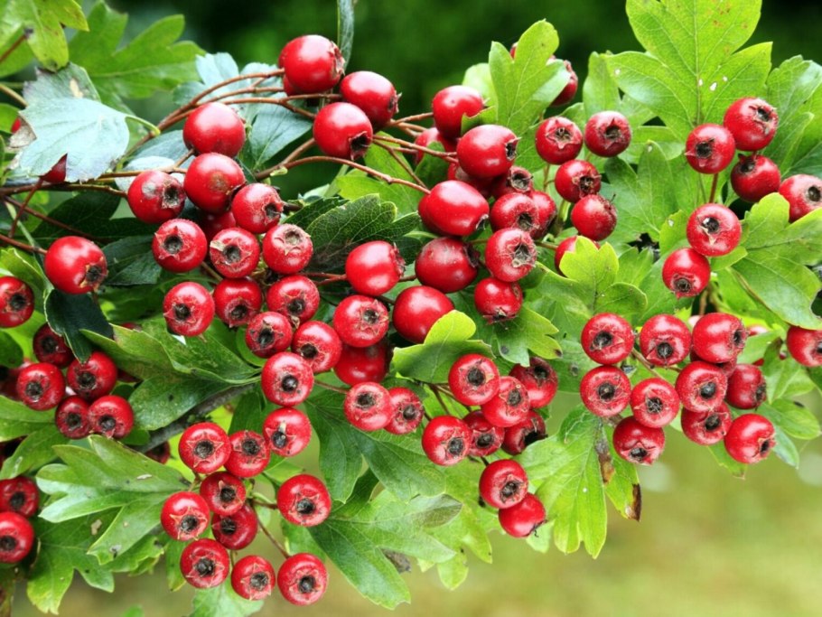 Боярышник Волжский (Crataegus volgensis