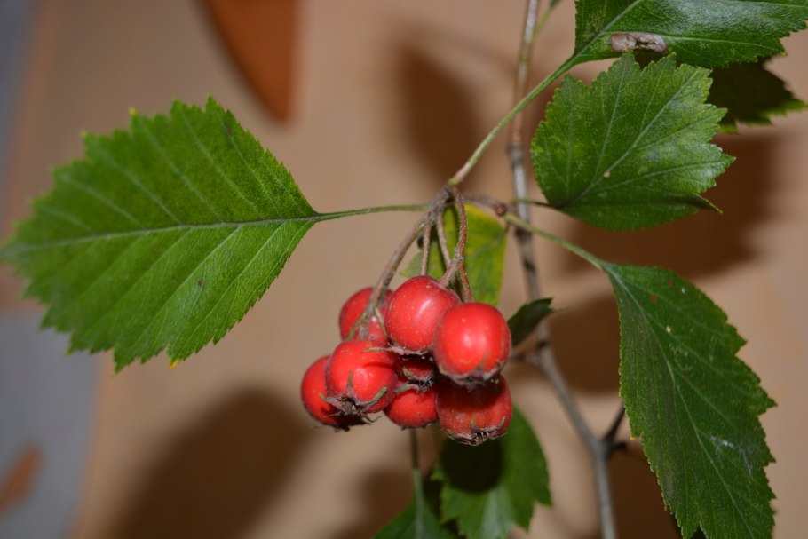 Боярышник зеленомясый (Crataegus chlorosarca)