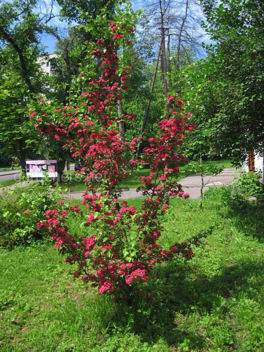 Кратегус боярышник