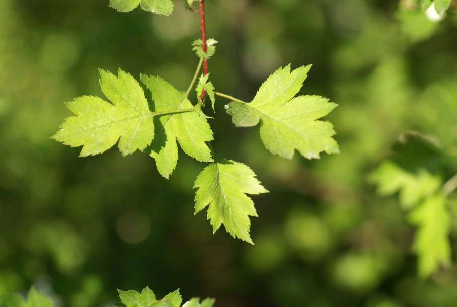 Crataegus rhipidophylla