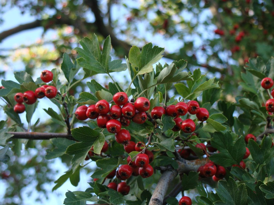 Боярышник Сибирский Crataegus sanguinea