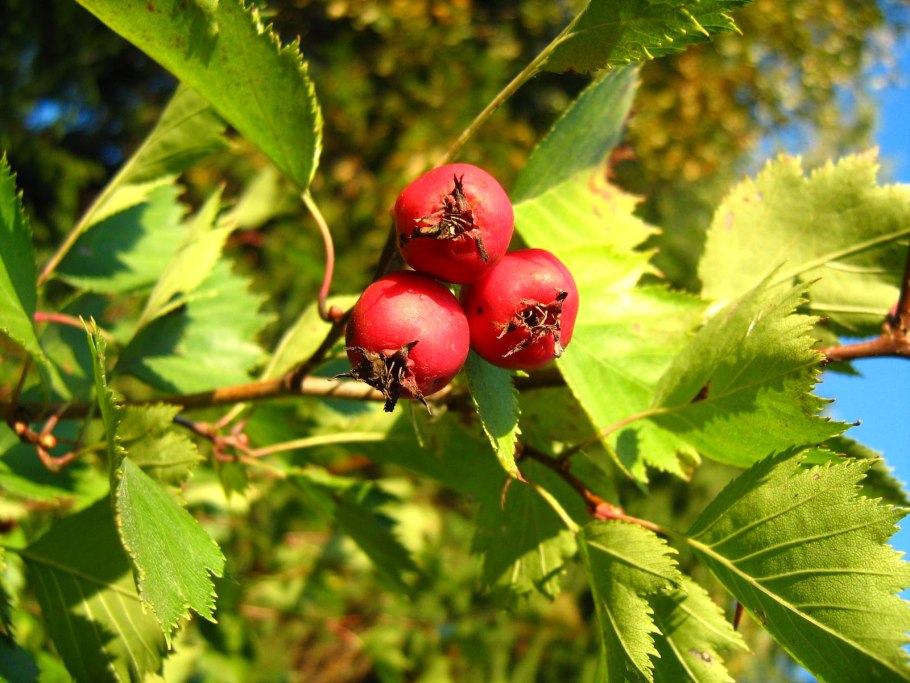 Crataegus monogyna