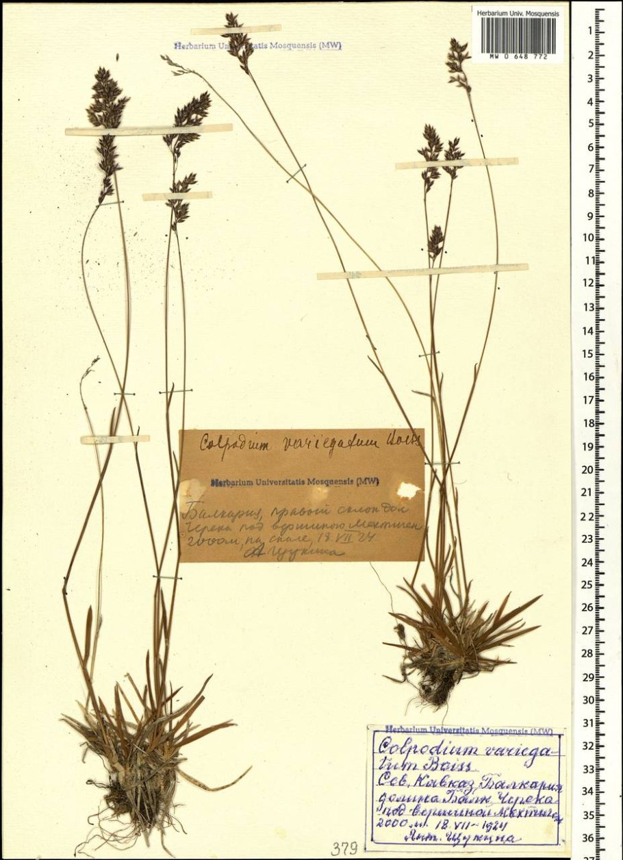 Колподиум низкий, Катаброзочка фото