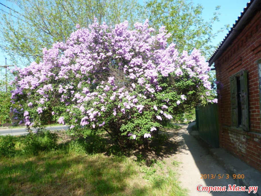 Голубика Садовая Живая изгородь