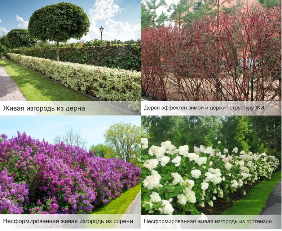 Сирень полуштамбовая