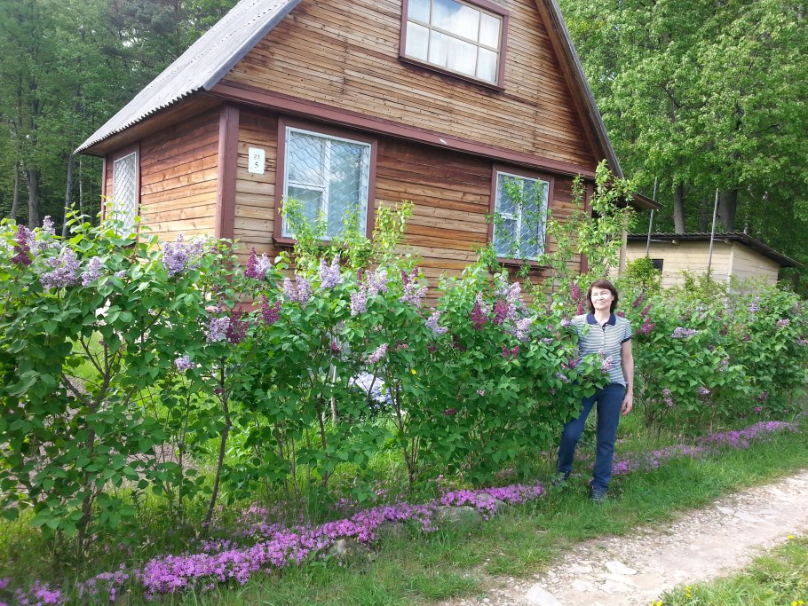 Живая изгородь из белой сирени