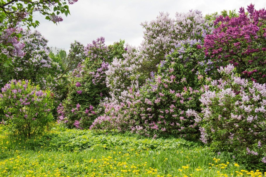 Сирень Амурская Живая изгородь