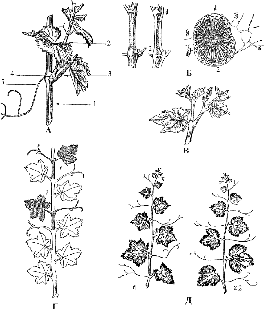 Типы прививка вегетативное размножение