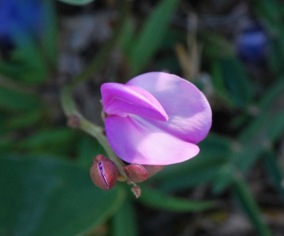 Канавалия мечевидная