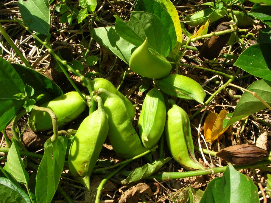 Канавалия Лиана