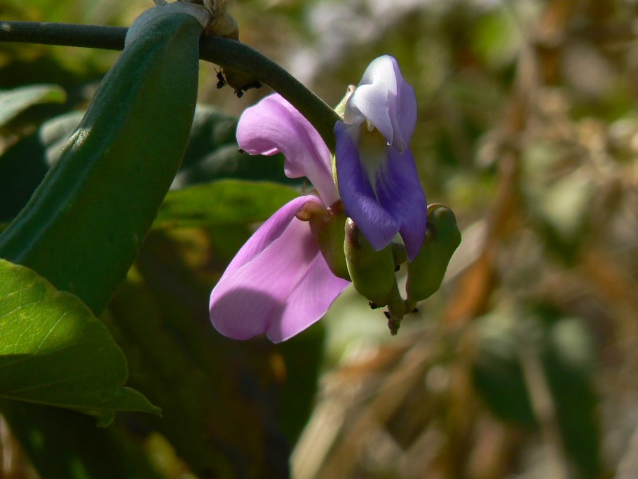 Canavalia maritima пляжная фасоль