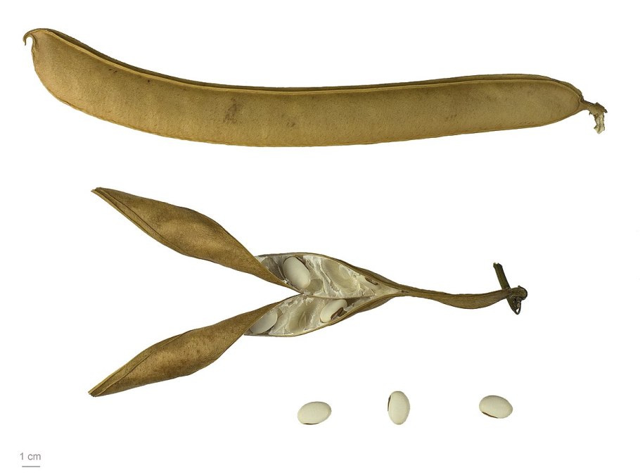 Канавалия Лиана