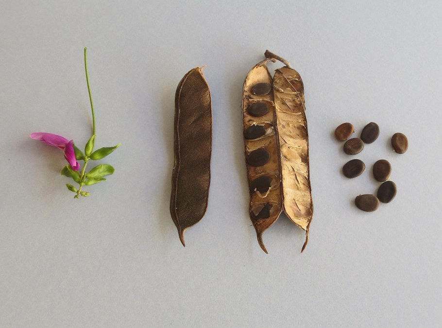 Фиалка душистая Розеа