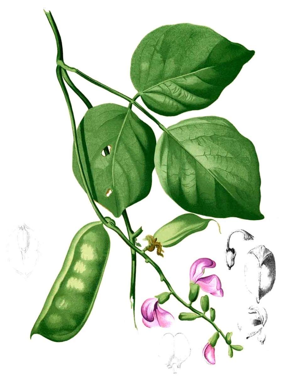 Канавалия меваси