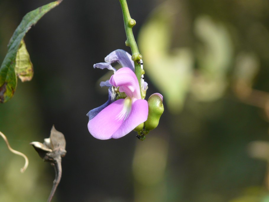 Канавалия Лиана