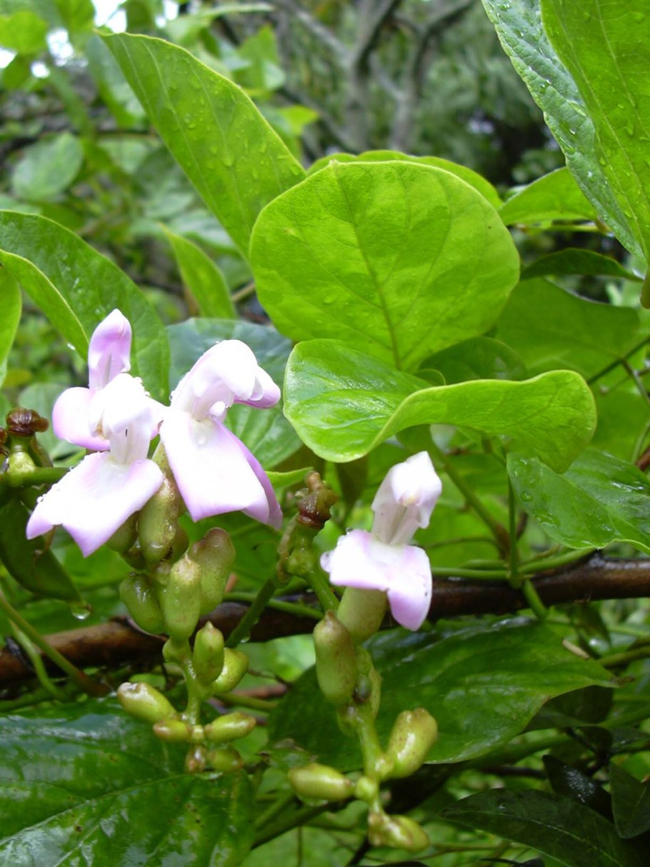 Канавалия мечелистная