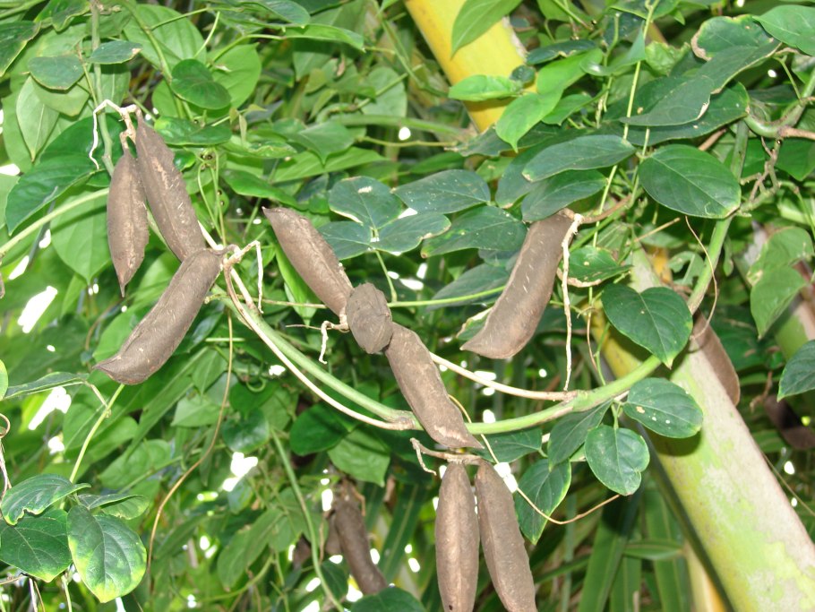 Канавалия мечелистная