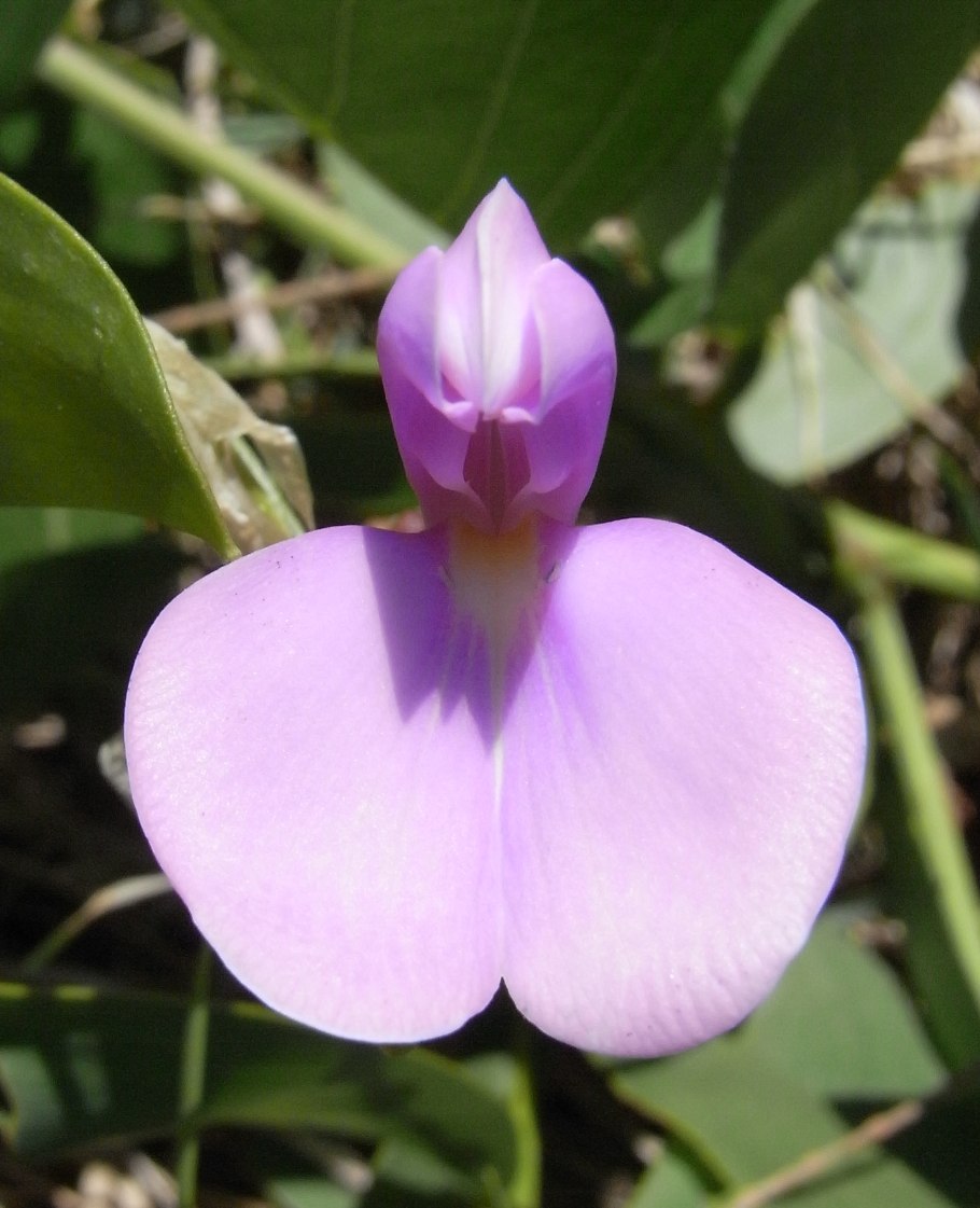 Канавалия мечевидная