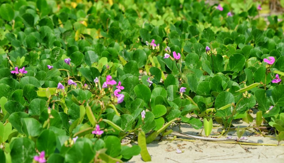 Канавалия Лиана