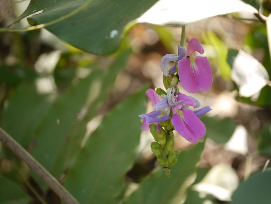 Canavalia ensiformis