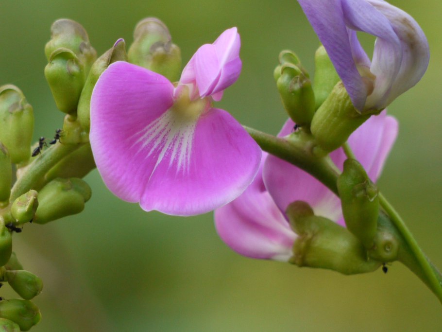 Фото бобов лекцию щих