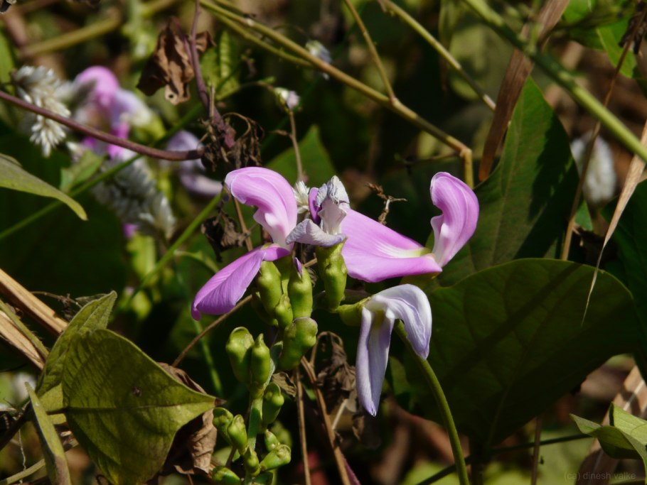Канавалия Мариттима