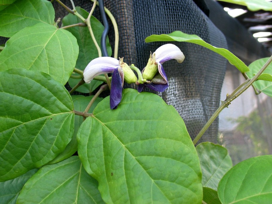 Канавалия мечевидная (Canavalia ensiformis