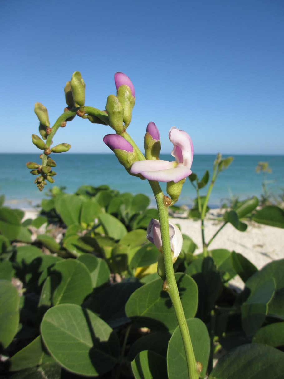 Канавалия розовая