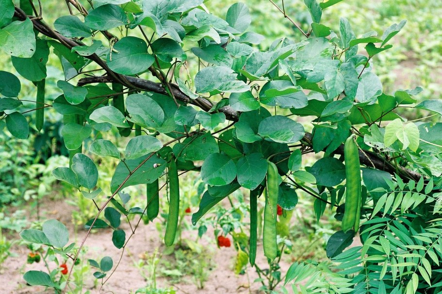 Цветок канавалия