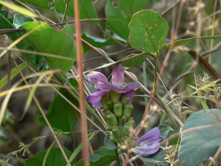 Canavalia cathartica плоды