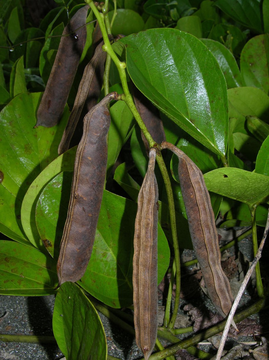 Канавалия мечевидная