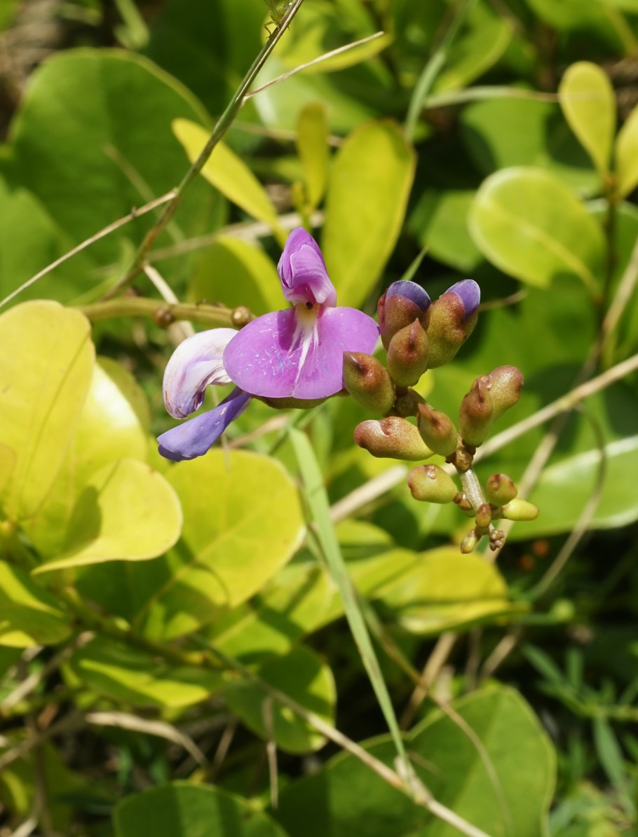 Канавалии мечевидной (Canavalia ensiformis) Бобы