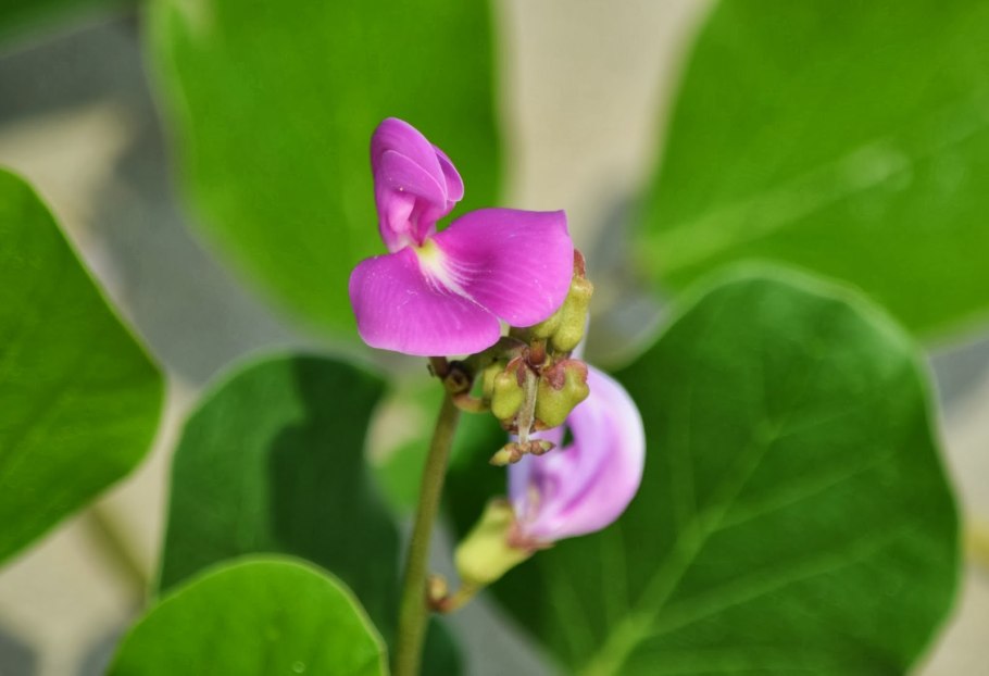 Канавалия Мариттима