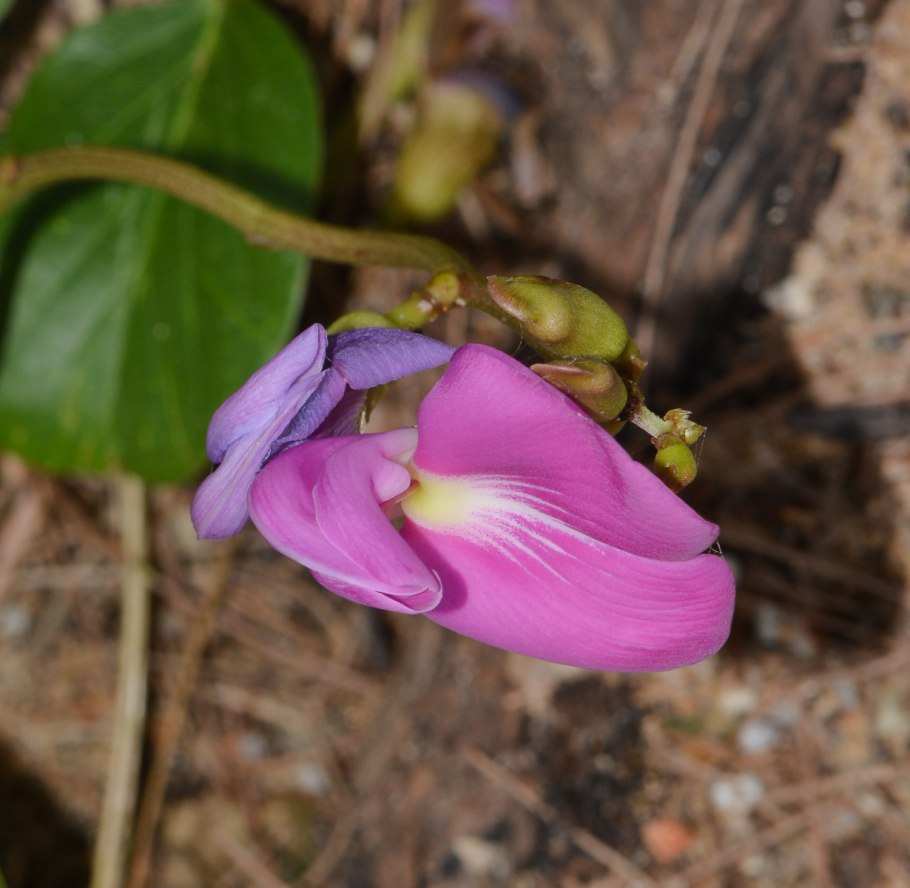 Канавалия розовая