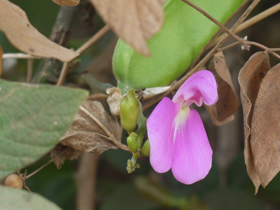 Канавалия меваси