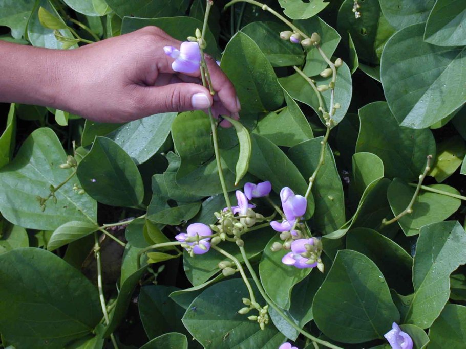 Канавалия Мариттима