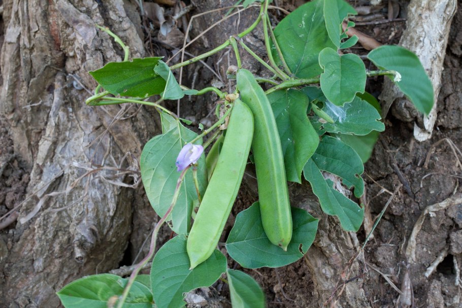 Канавалия меваси