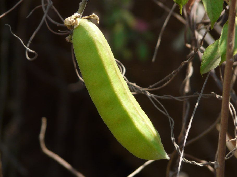 Канавалия меваси