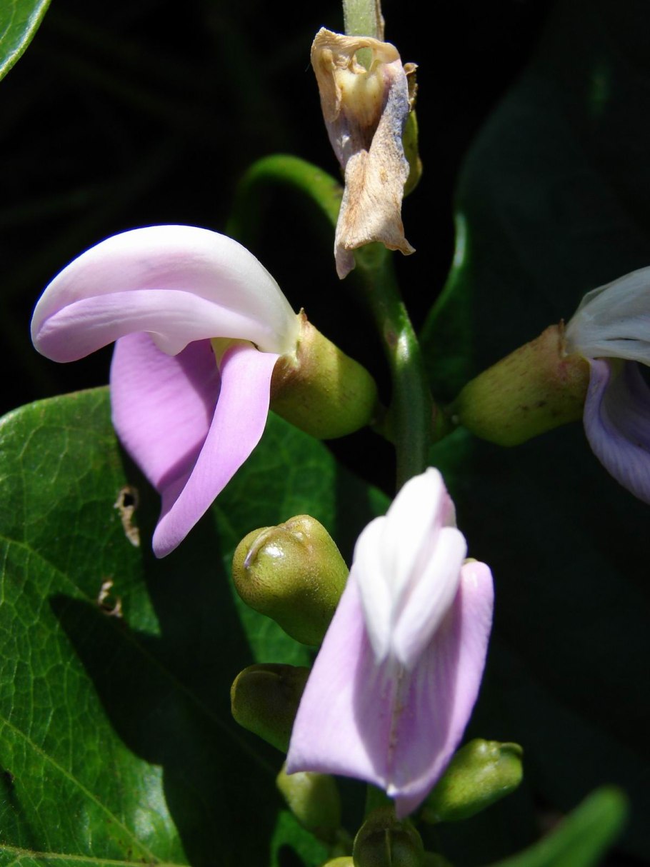 Канавалия Мариттима