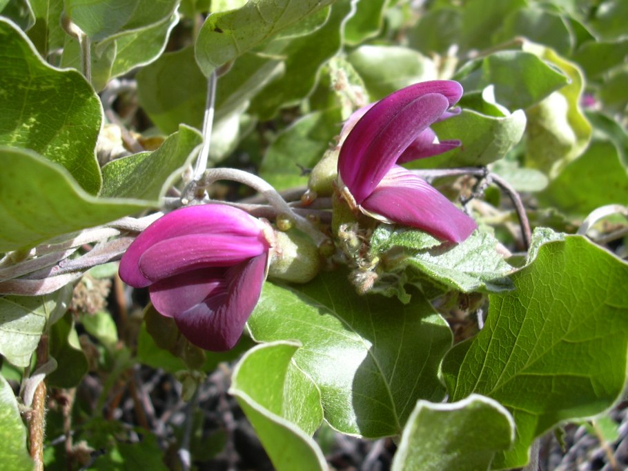 Канавалия дуккаклари