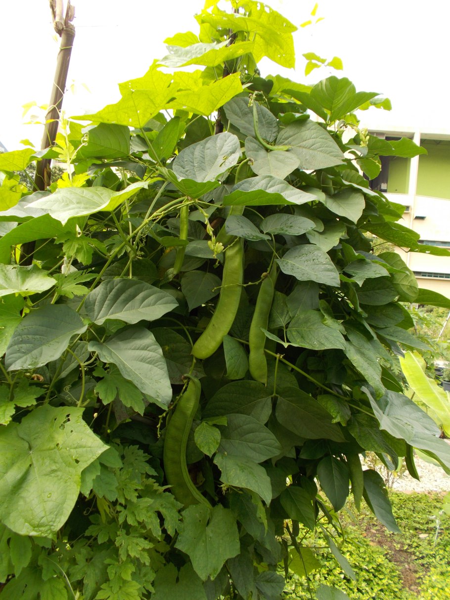 Канавалия розовая