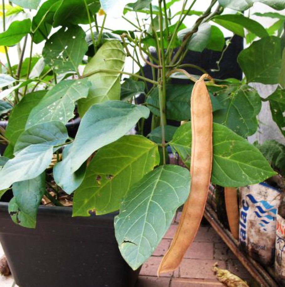 Canavalia cathartica плоды