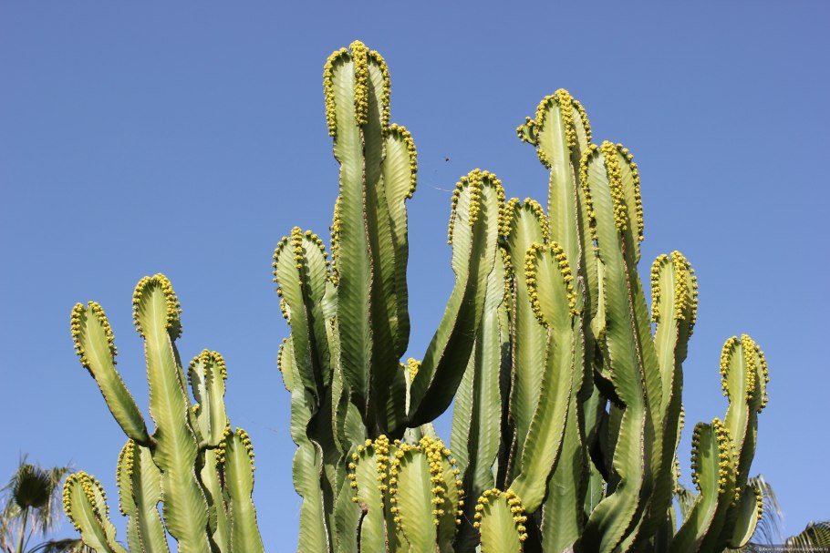 Euphorbia neriifolia